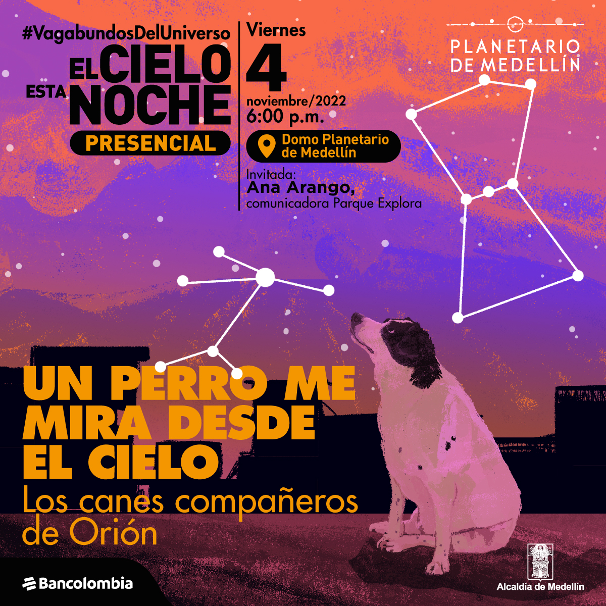 Ilustración. En la parte inferior derecha de la imagen un perro blanco sentado de medio perfil que mira hacia el cielo, tiene una mancha negra que cubre su ojo y su oreja. En el cielo la constelación de Orión y el Can mayor. El cielo tiene todos naranjas y morados como en un atardecer. A la izquierda del perro texto que dice: “Un perro me mira desde el cielo. Los canes compañeros de Orión”. Arriba texto que dice: “#VagabundosDelUniverso. El cielo esta noche. Presencial. Viernes 4 de noviembre de 2022 a las 6 de la tarde en el Domo Planetario de Medellín. Invitada: Ana Arango, comunicadora Parque Explora”.
