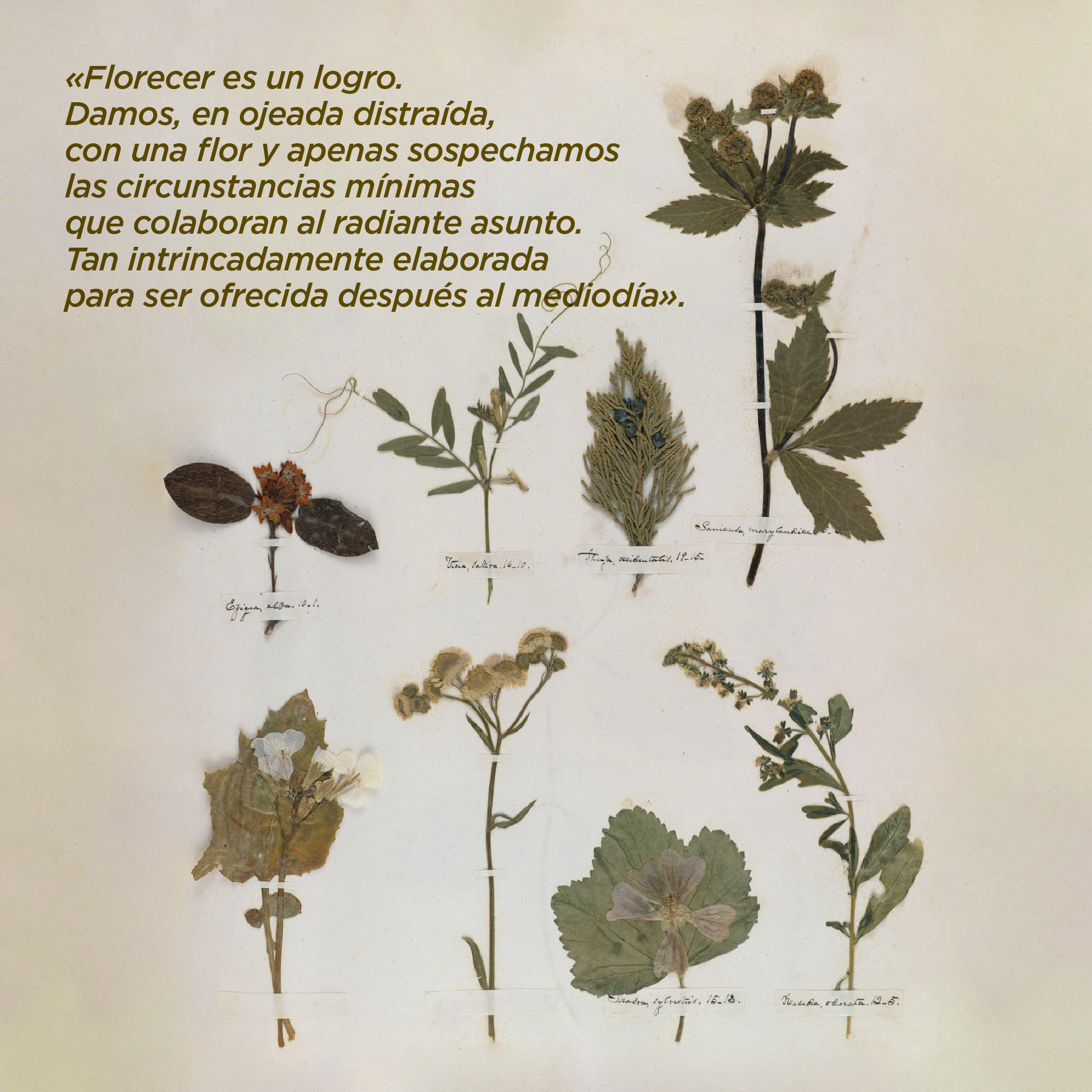 Foto. A la izquierda de la imagen 8 plantas secas diferentes algunas solo con hojas y otras con flores, cada una está sujeta por una cinta delgada color blanco con un escrito en letra cursiva. Arriba a la izquierda texto que dice: “«Florecer es un logro. Damos, en ojeada distraída, con una flor y apenas sospechamos las circunstancias mínimas que colaboran al radiante asunto. Tan intrincadamente elaborada para ser ofrecida después al mediodía»”.