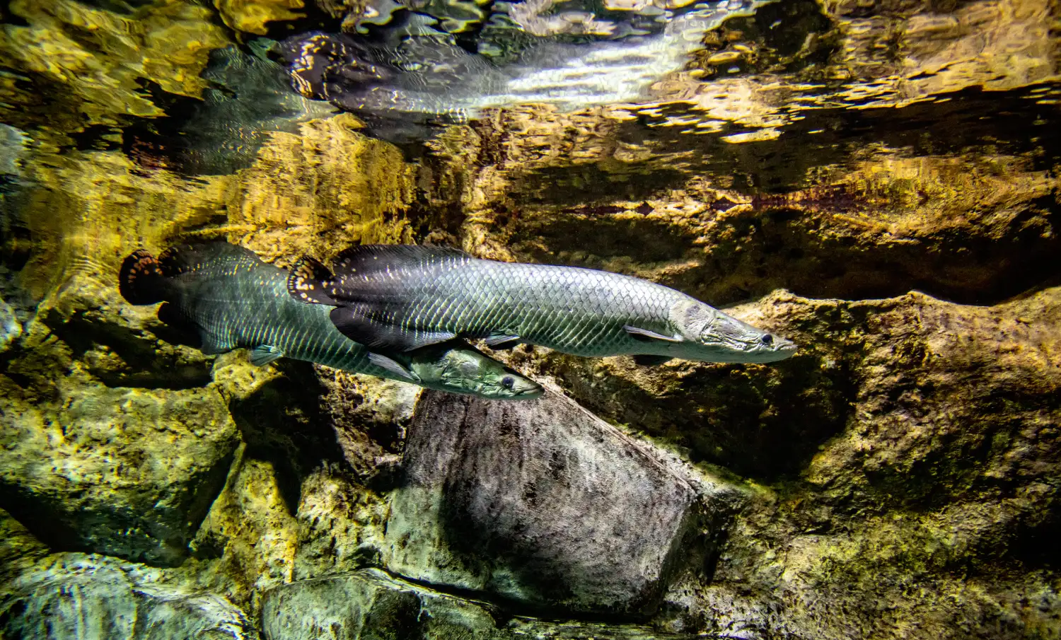 Pirarucú (Arapaima gigas)