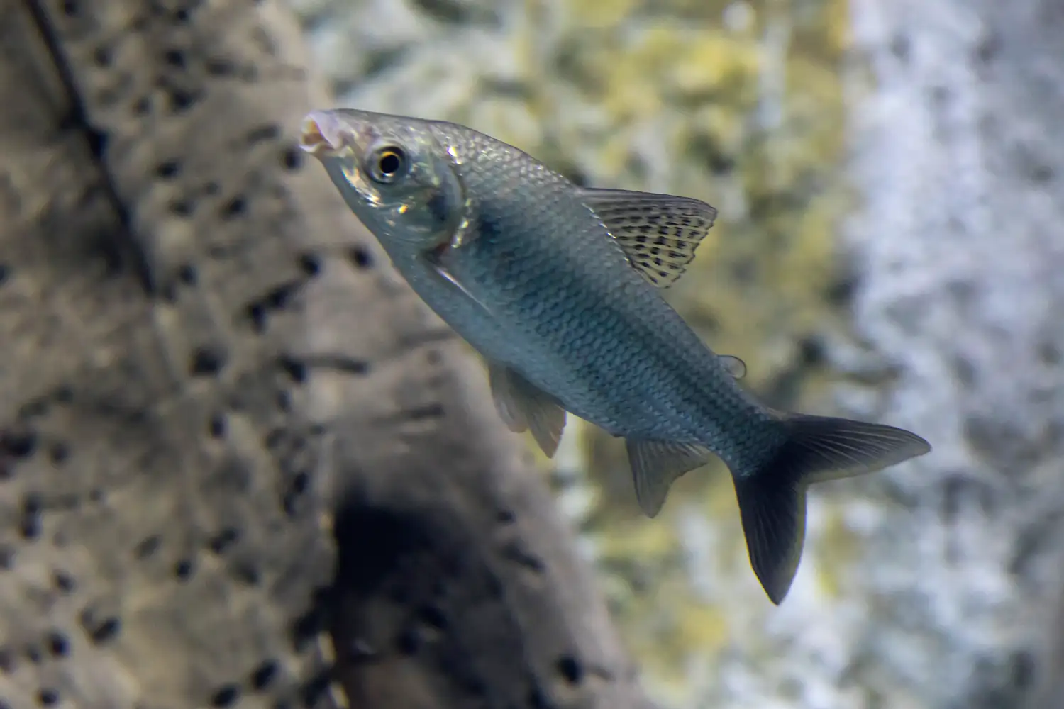Bocachico (Prochilodus magdalenae)
