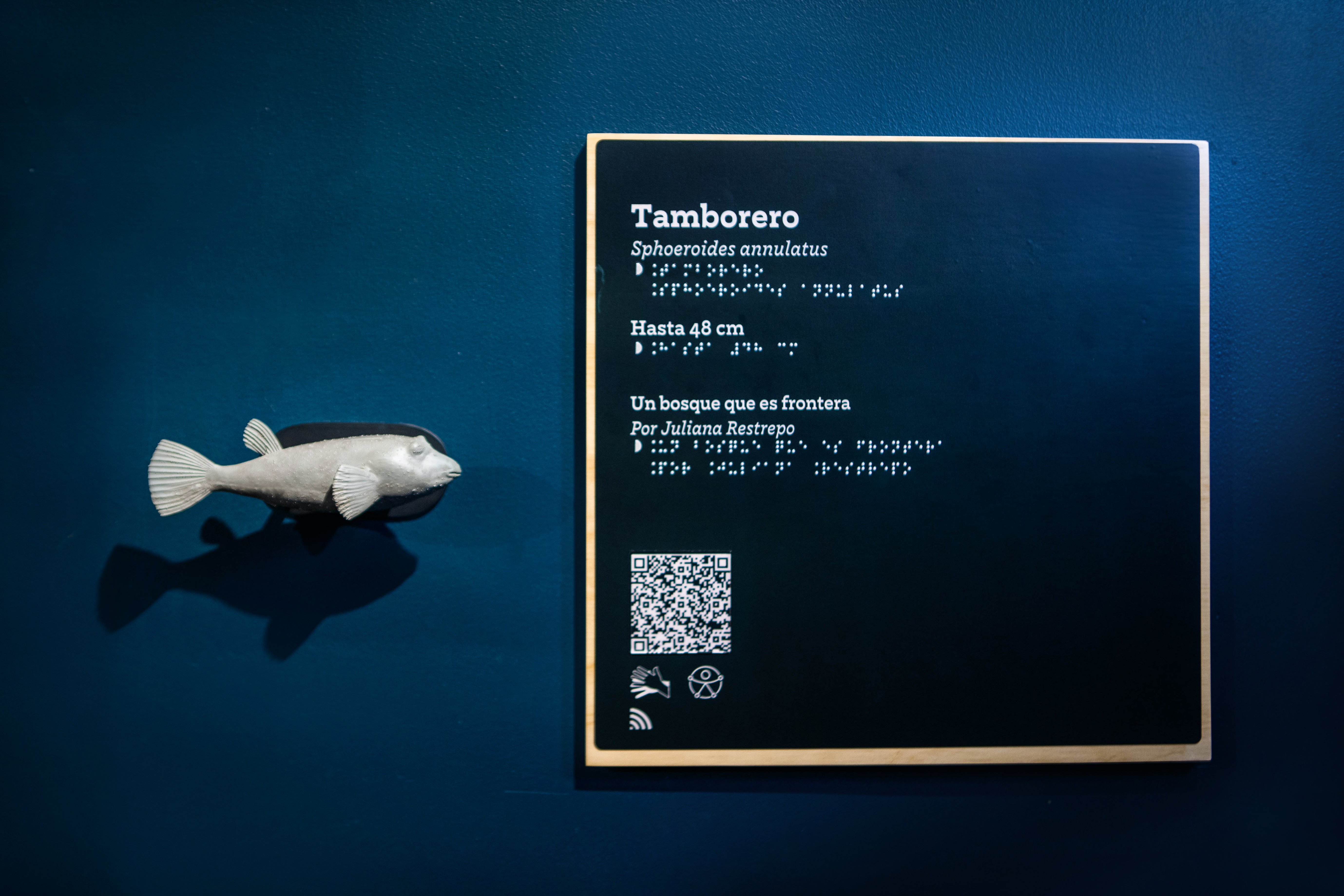 Modelo táctil del pez Tamborero con infograma en braille y tinta, incluye código QR para contenido adicional