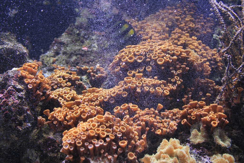 Coral Palythoa cerrado
