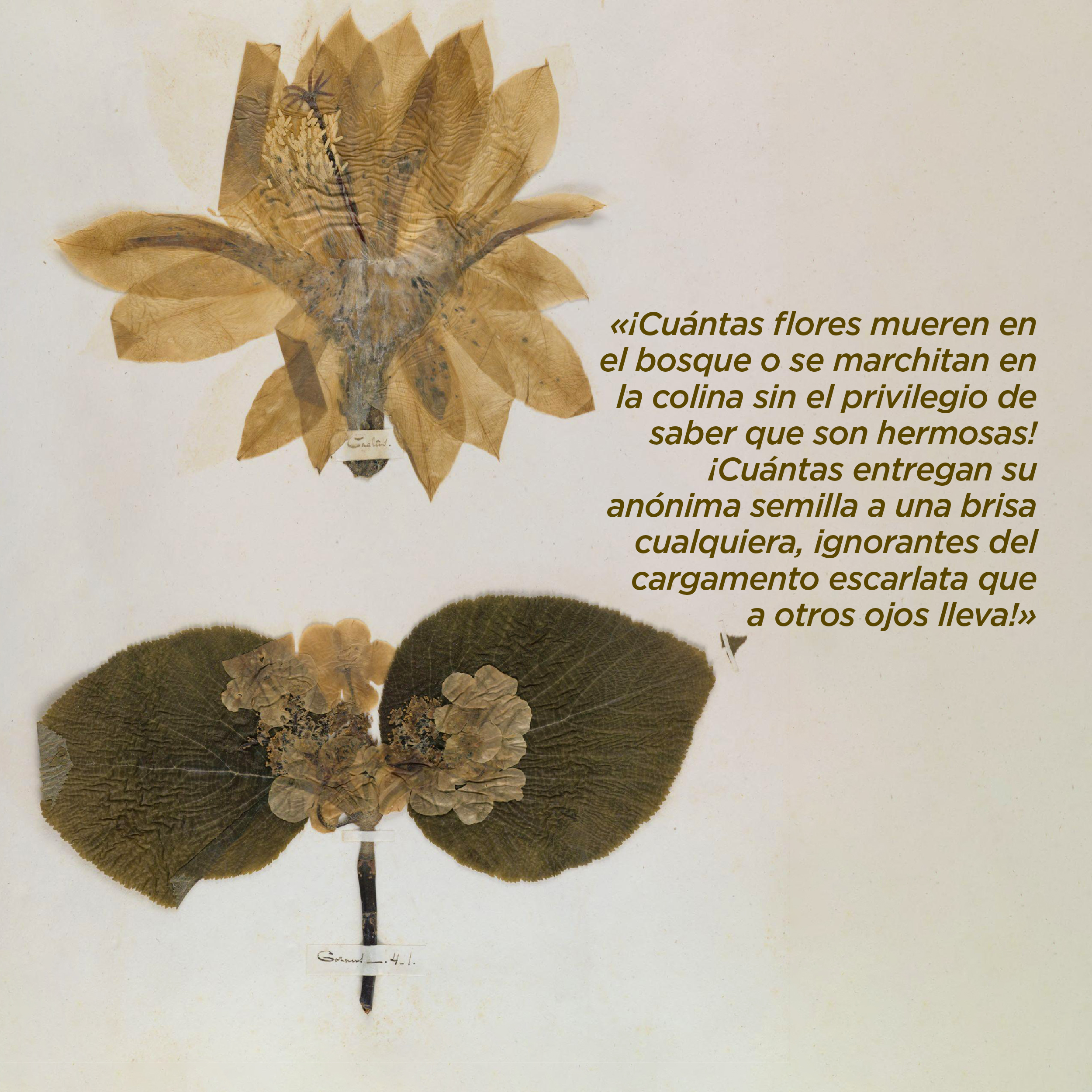 Foto. A la izquierda de la imagen 2 flores secas: una tiene tonos amarillos y cafés y se despliega formando lo que pareciera ser un abanico. La otra tiene dos hojas verdes y ovaladas y en medio de ambas hojas hay unas flores pequeñas. Cada planta está sujeta por una cinta delgada color blanco con un escrito en letra cursiva. A la derecha de la imagen texto que dice: “«¡Cuántas flores mueren en el bosque o se marchitan en la colina sin el privilegio de saber que son hermosas! ¡Cuántas entregan su anónima semilla a una brisa cualquiera, ignorantes del cargamento escarlata que a otros ojos lleva!»”.
