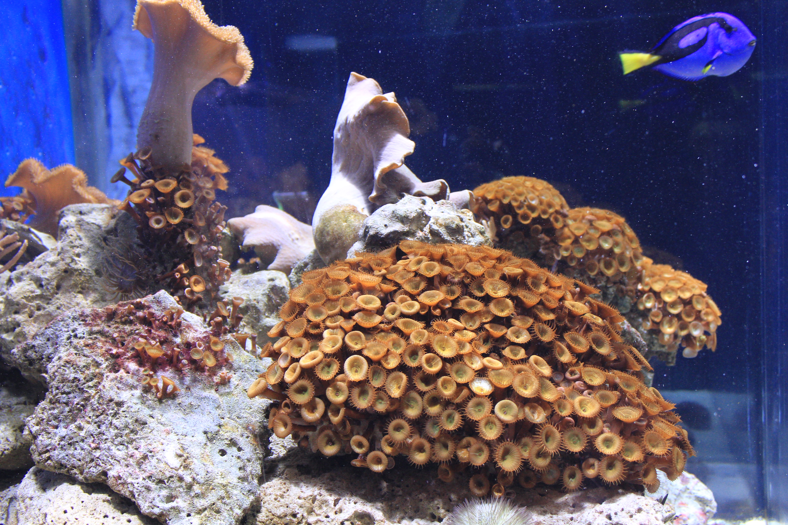 Coral Palythoa