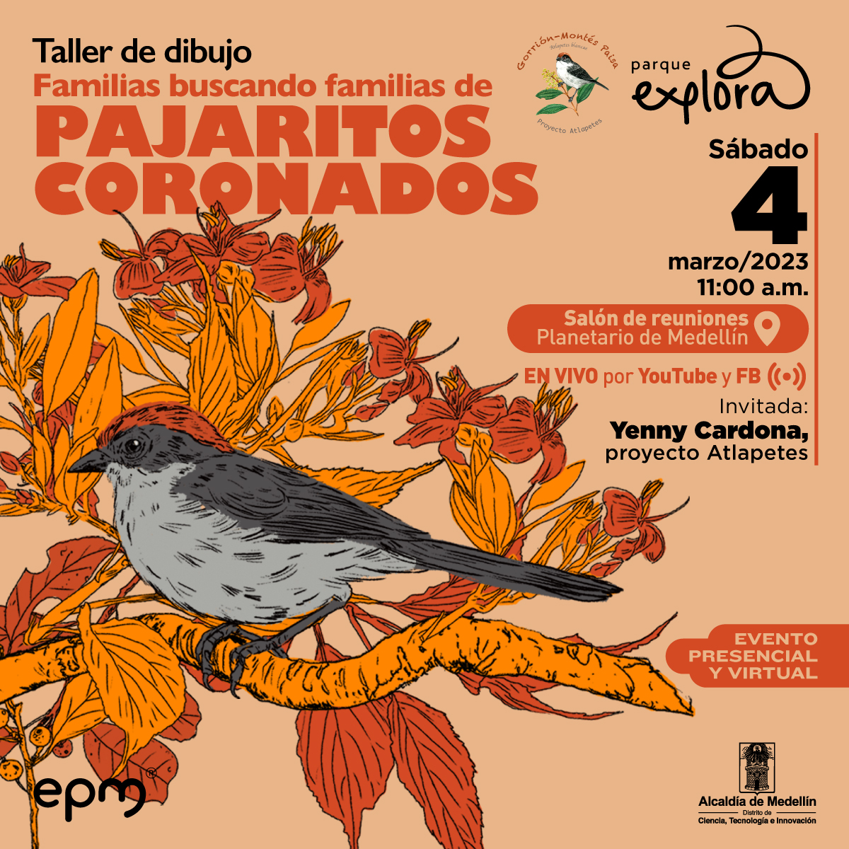 Ilustración. Sobre una rama con hojas y flores en tonos amarillos y rojos, se para de perfil un pájaro de copete rojizo. Las plumas que rodean sus ojos son como un antifaz negro que va hasta los oídos. Su cuerpo es blanco en el vientre y gris en el lomo. En la parte derecha un texto dice: “Taller de dibujo. Familias buscando familias de pajaritos coronados.  Sábado 4 de marzo de 2023 a las 11 de la mañana. En el salón de reuniones en el Planetario de Medellín. En vivo por YouTube y Facebook. Invitada: Yenny Cardona, proyecto Atlapetes. Evento presencial y virtual".