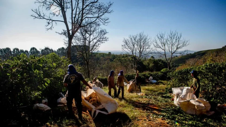 Maior cooperativa de café do país é ligada a novos casos de trabalho escravo