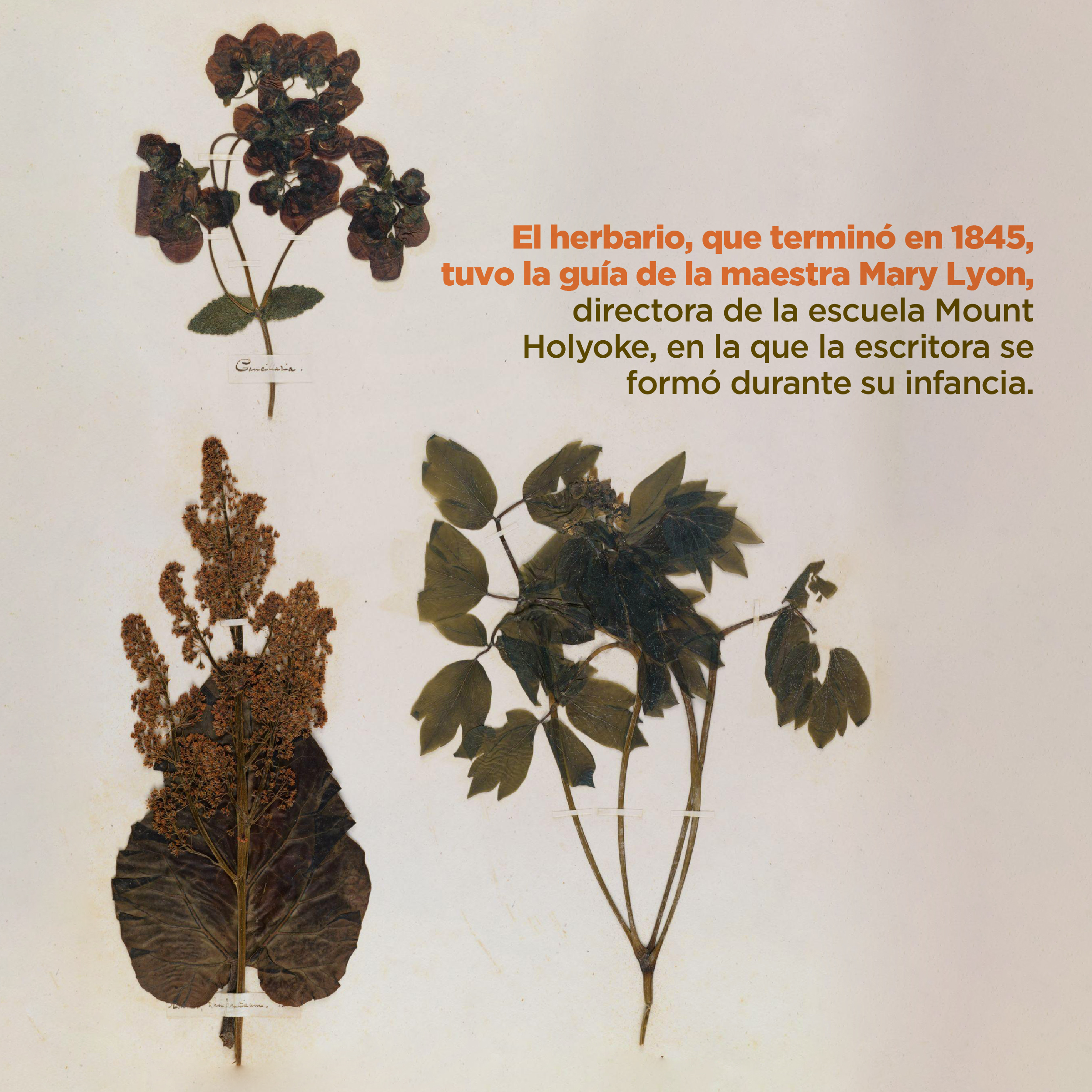 Foto. A la izquierda de la imagen tres plantas secas, dos de ellas con flores y una solo con hojas. Las flores están sujetas cada una por una cinta delgada color blanco con un escrito en letra cursiva. Arriba a la derecha texto que dice: “El herbario, que terminó en 1845, tuvo la guía de la maestra Mary Lyon, directora de la escuela Mount Holyoke, en la que la escritora se formó durante su infancia”.