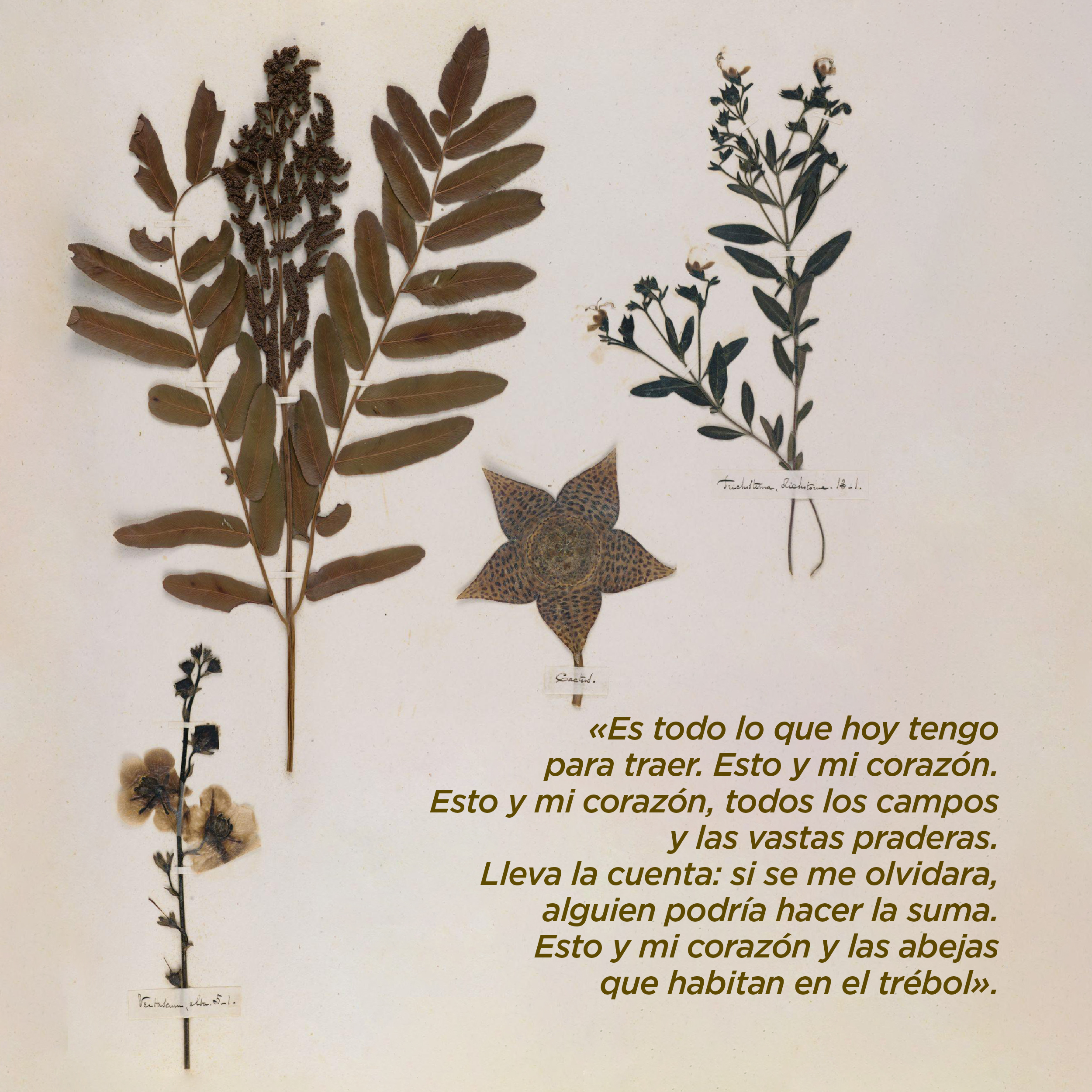 Foto. En la parte superior y a la izquierda 4 plantas secas diferentes, una es particularmente más grande que las otras, 3 de ellas son ramas con hojas y algunas flores, la otra es una flor de cuatro pétalos que abajo son anchos y arriba terminan en punta. Todas las plantas menos la más grande están sujetas cada una por una cinta delgada color blanco con un escrito en letra cursiva. Abajo a la derecha texto que dice: “«Es todo lo que hoy tengo para traer. Esto y mi corazón. Esto y mi corazón, todos los campos y las vastas praderas. Lleva la cuenta: si se me olvidara, alguien podría hacer la suma. Esto y mi corazón y las abejas que habitan en el trébol»”.