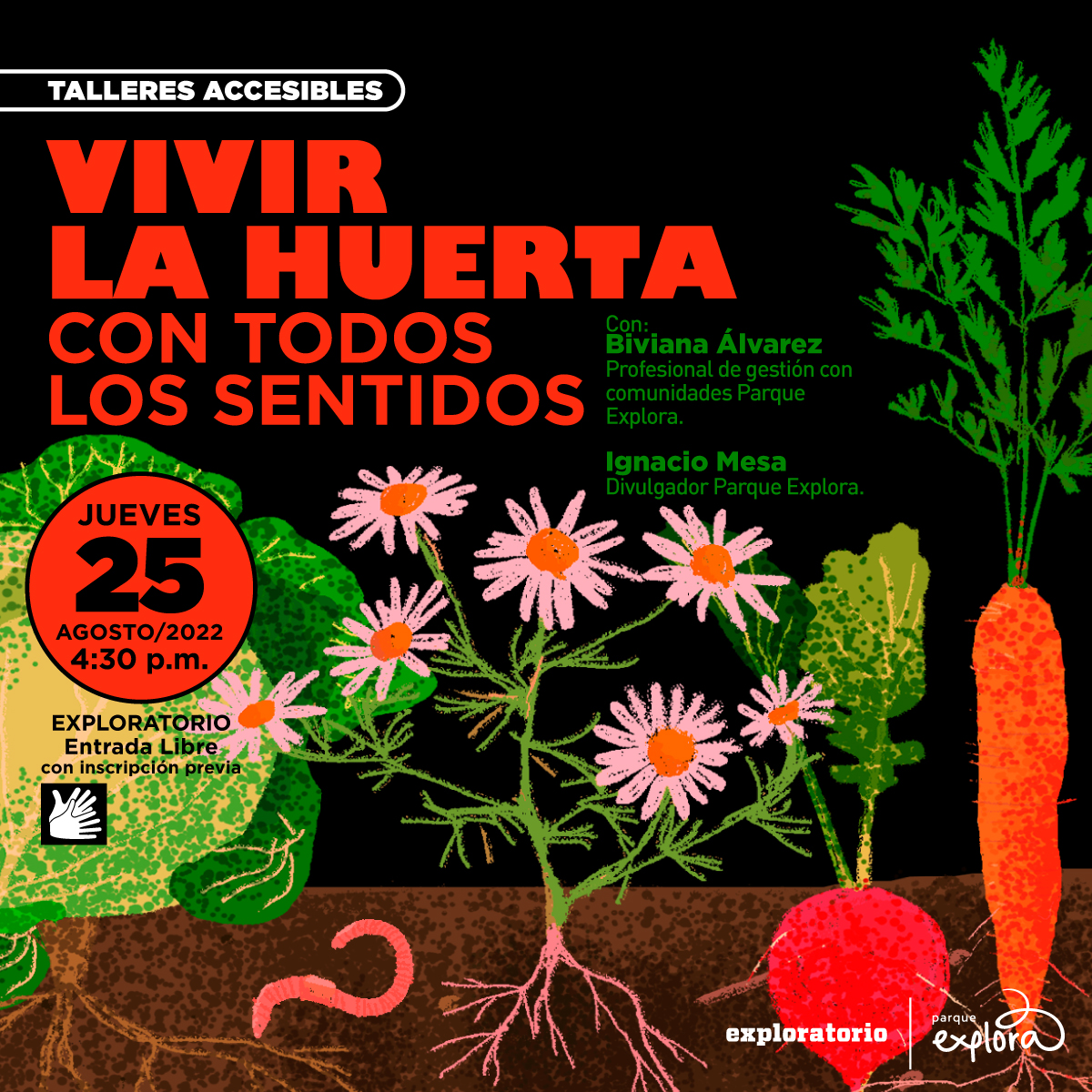 Ilustración. De izquierda a derecha de la imagen hay una lechuga, una manzanilla con siete flores, una remolacha y una zanahoria, están plantadas y en la tierra se ven las raíces de cada planta y una lombríz. En la parte superior izquierda de la imagen texto que dice: "Talleres accesibles. Vivir la huerta con todos los sentidos. Con Biviana Álvarez, profesional de gestión con comunidades del Parque Explora. Ignacio Mesa, divulgador del Parque Explora. Jueves 25 de agosto. 4 y media de la tarde. En Exploratorio. Entrada libre con inscripción previa".