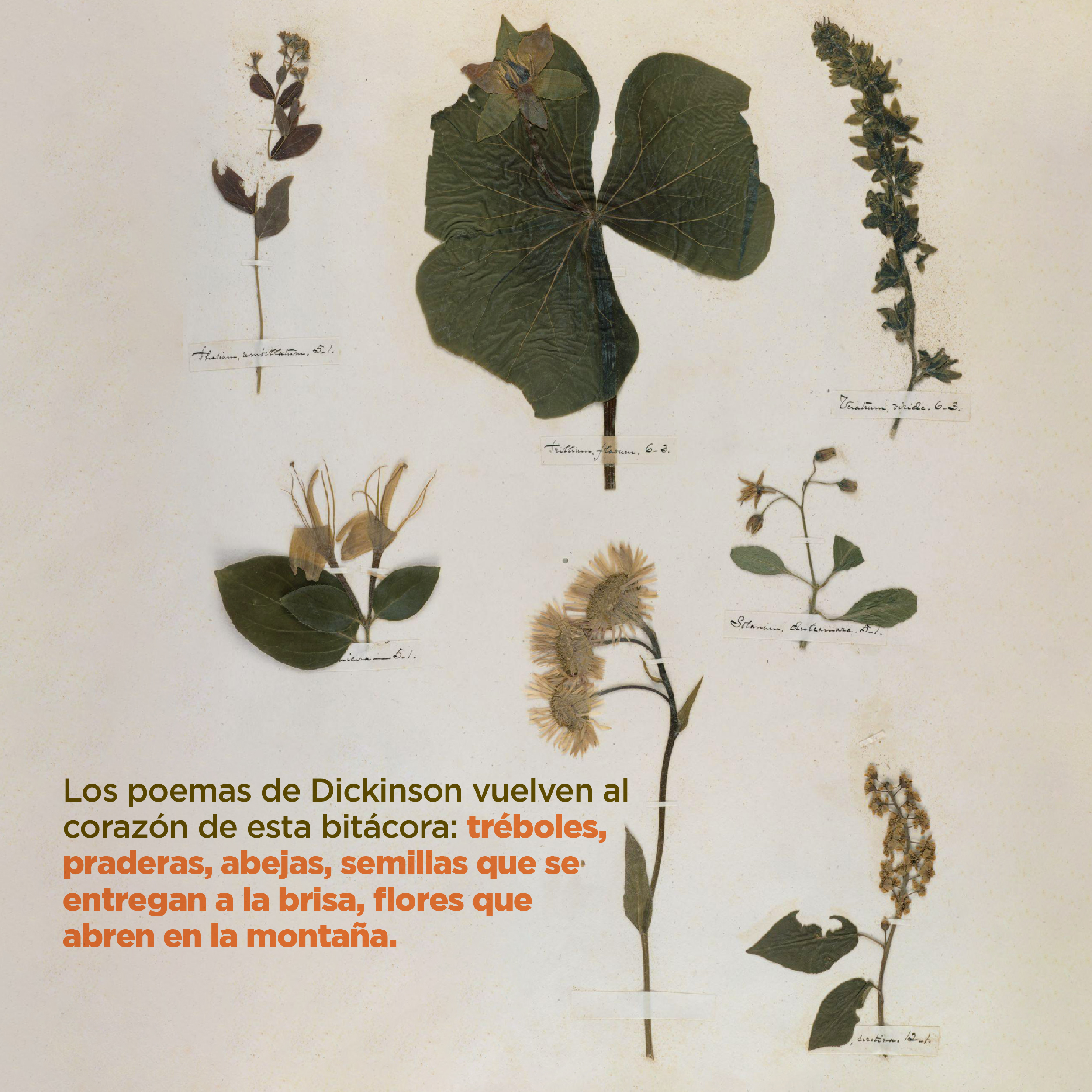 Foto. En la parte superior y a la derecha 7 plantas secas diferentes, cada una es de diferente tamaño y tienen hojas, tallos y flores. Cada planta está sujeta por una cinta delgada color blanco con un escrito en letra cursiva. Abajo a la izquierda texto que dice: “Los poemas de Dickinson vuelven al corazón de esta bitácora: tréboles, praderas, abejas, semillas que se entregan a la brisa, flores que abren en la montaña”.