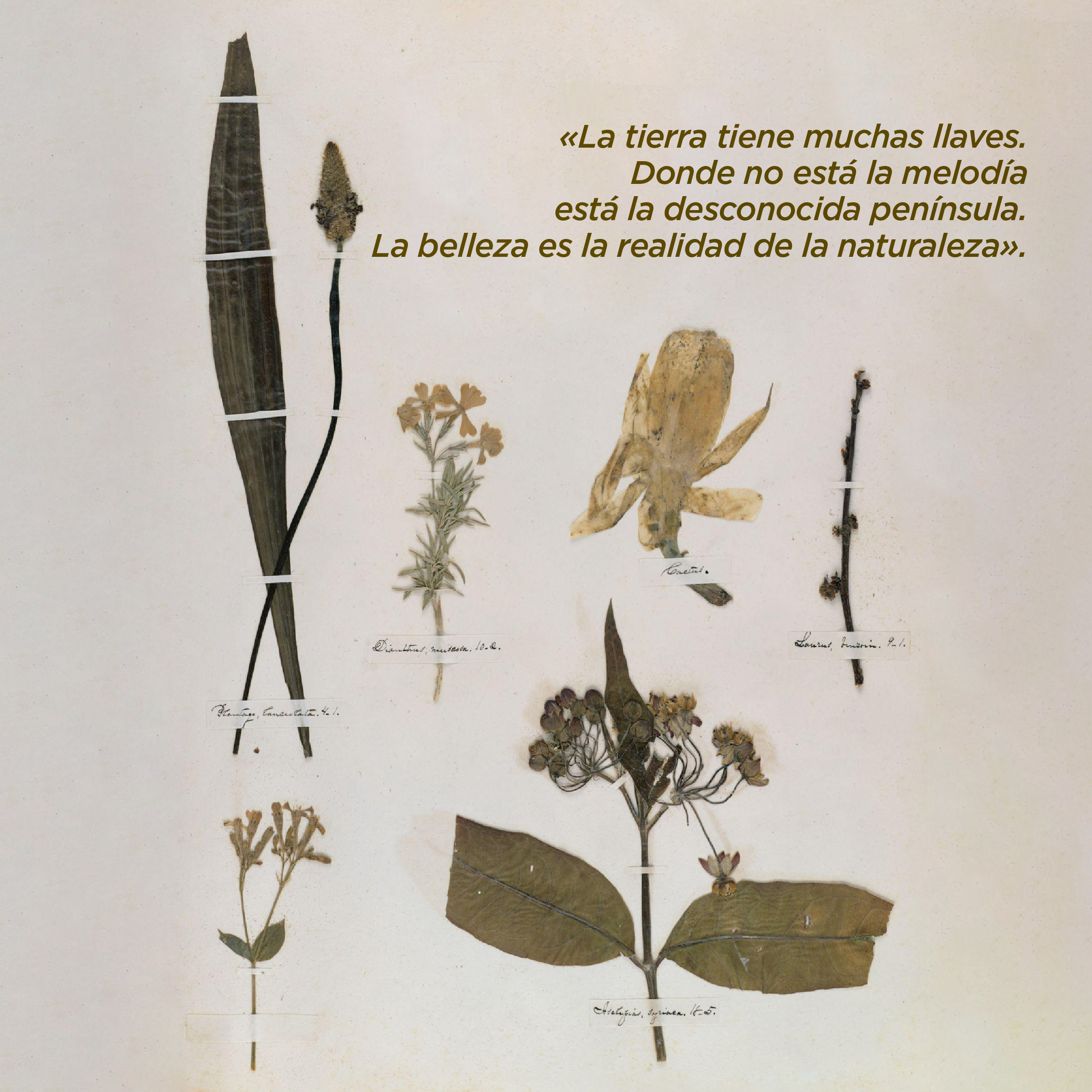 Foto. En la parte inferior de la imagen 6 plantas secas diferentes, cada una es de diferente tamaño y tienen hojas, tallos y flores. Cada planta está sujeta por una cinta delgada color blanco con un escrito en letra cursiva. Arriba a la izquierda texto que dice: “«La tierra tiene muchas llaves. Donde no está la melodía está la desconocida península. La belleza es la realidad de la naturaleza»”.
