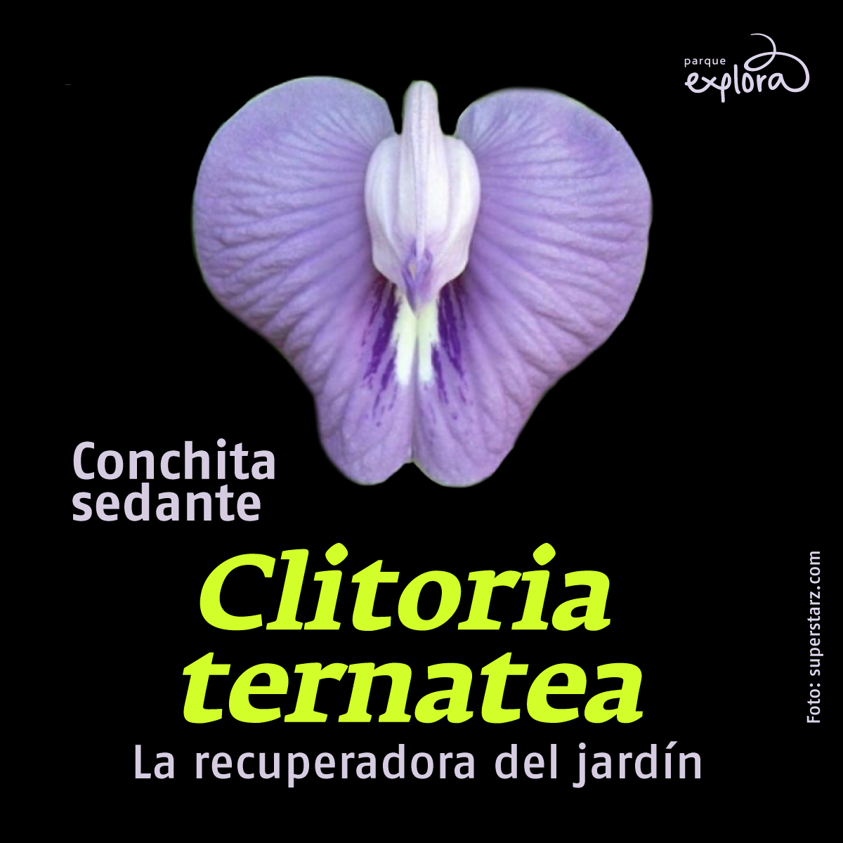 Flor de Clitoria ternatea mostrando su característico color azul intenso