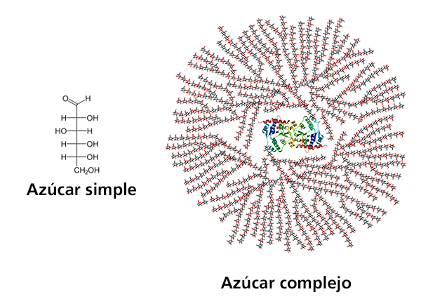 Ilustración del proceso de conversión del azúcar en grasa corporal