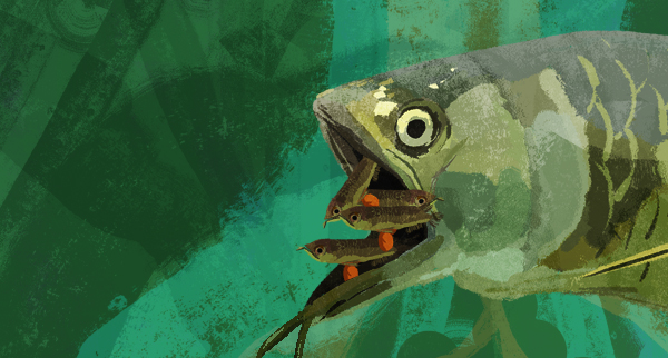 Ilustración. Un pez grande con la boca abierta y varios peces pequeños nadando dentro de su boca. El pez tiene tonalidades verdes y cafés.