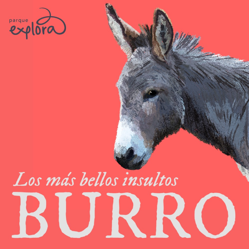Ilustración. Sobre un fondo rojo aparece un burro de perfil, con pelaje gris, hocico blanco y orejas grandes. En la parte superior izquierda hay un trazo curvo acompañado de texto. En el centro se lee: «Los más bellos insultos». Debajo, en letras grandes, la palabra «Burro».