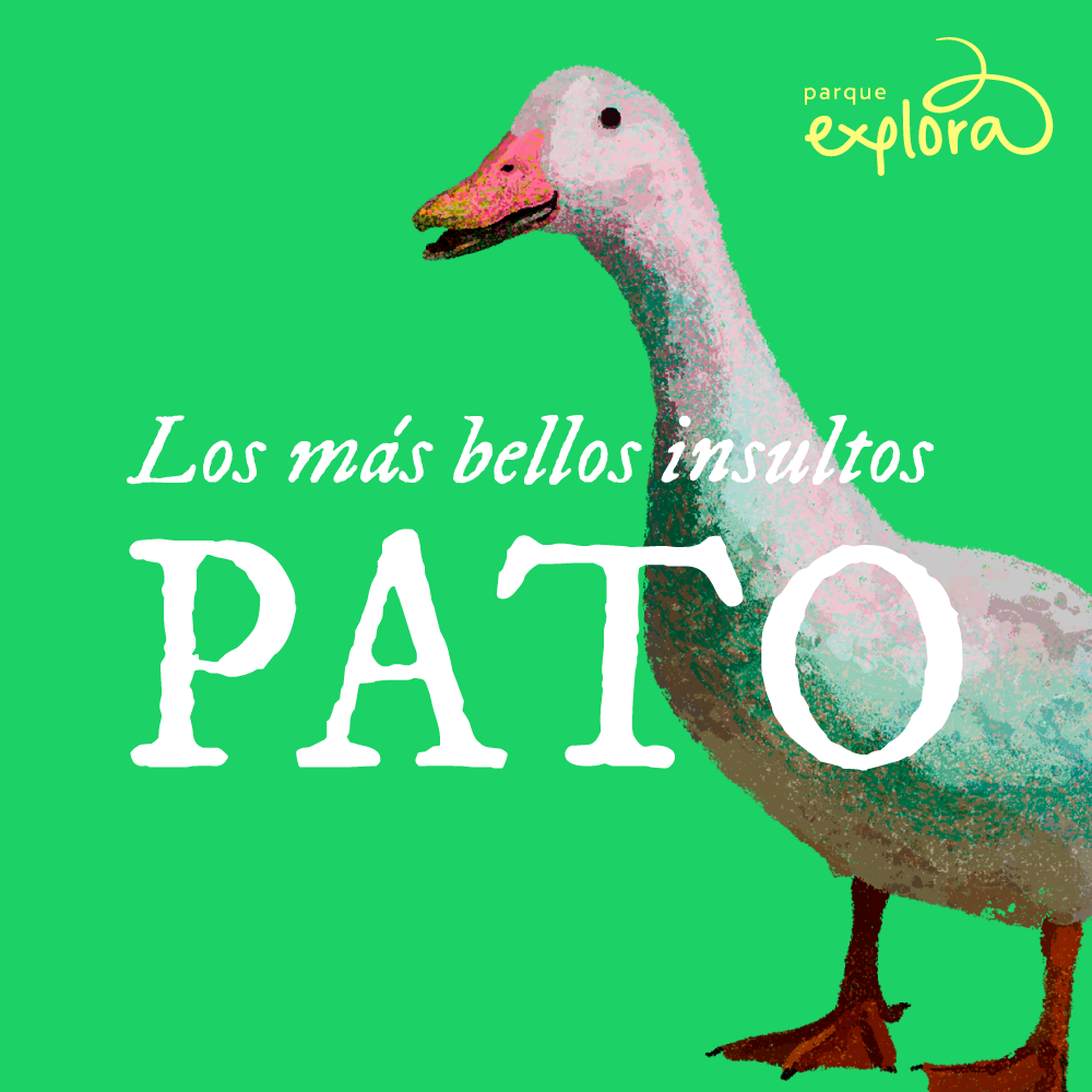 Ilustración. Sobre un fondo verde aparece un pato de pie, con plumaje blanco, pico rosado con punta oscura y patas anaranjadas. En la parte superior derecha hay un trazo curvo acompañado de texto. En el centro se lee: «Los más bellos insultos». Debajo, en letras grandes, la palabra «Pato».