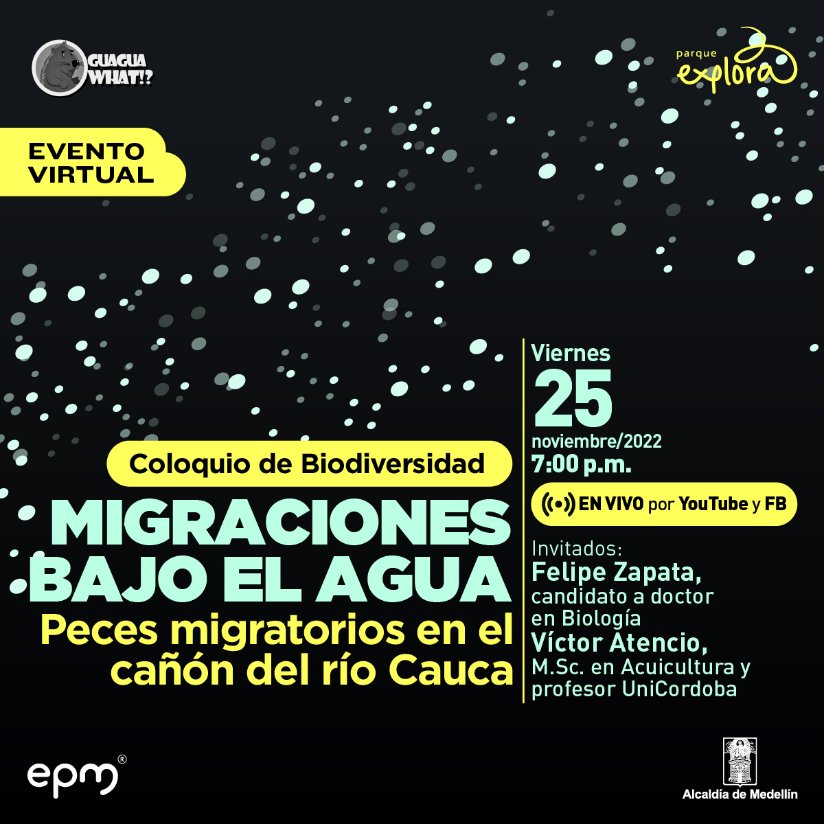 Ilustración. En la parte superior de la imagen una franja de círculos blancos de tamaño pequeño que están a distintas distancias unos de otros que la recorre de izquierda a derecha de forma diagonal. En la parte inferior de la imagen texto que dice: "Evento virtual. Coloquio de biodiversidad. Migraciones bajo el agua: peces migratorios en el cañón del río Cauca. Viernes 25 de noviembre de 2022 a las 7 de la noche en vivo por YouTube y Facebook. Invitados: Felipe Zapata, candidato a doctor en Biología. Víctor Atencio, magíster en Acuicultura y profesor UniCordoba".