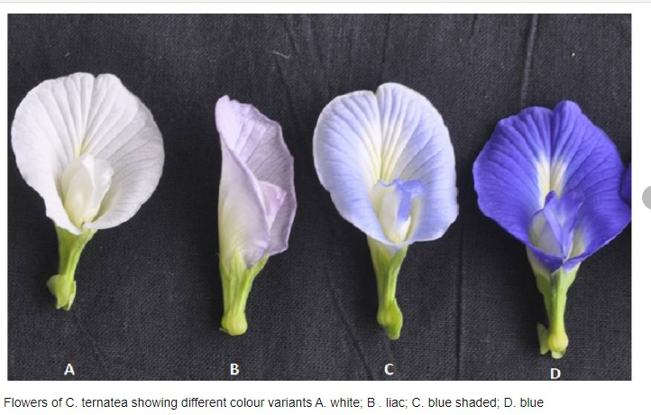 Vista detallada de la flor de Clitoria ternatea con sus pétalos azules y manchas amarillas