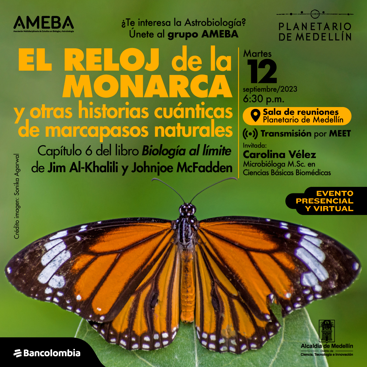 Foto. Vista desde arriba, una mariposa monarca con sus alas anaranjadas y de borde negro abiertas. Un texto dice: “Grupo de Astrobiología AMEBA. El reloj de la monarca y otras historias cuánticas de marcapasos naturales. Capítulo 6 del libro Biología al límite de Johnjoe McFadden y Jim Al-Khalili. Martes 12 de septiembre de 2023 a las 6:30 de la tarde. Sala de reuniones Planetario de Medellín. Transmisión por Meet. Invitada: Carolina Vélez, microbióloga magíster en Ciencias Básicas Biomédicas”.