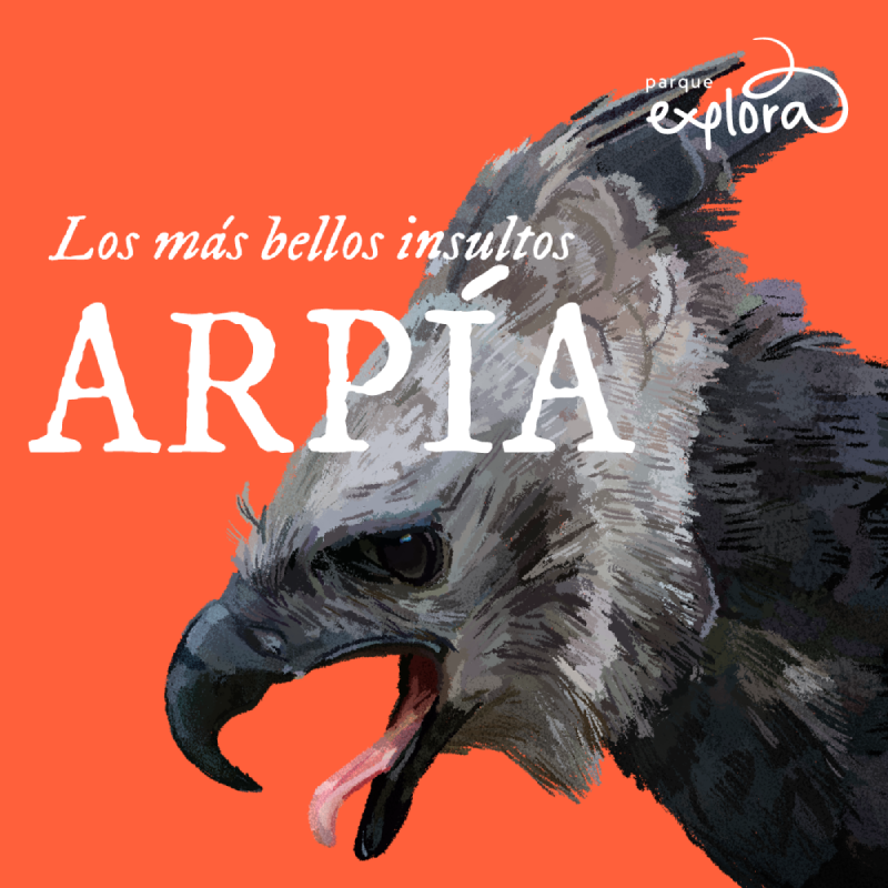 Ilustración. Sobre un fondo anaranjado se muestra la cabeza de un ave de gran tamaño con plumaje gris y negro, pico curvado y abierto, y una lengua visible. En la parte superior derecha hay un trazo curvo acompañado de texto. En el centro se lee: «Los más bellos insultos». Debajo, en letras grandes, la palabra «Arpía».