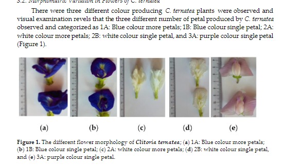 Clitoria ternatea en su hábitat mostrando hojas y flores