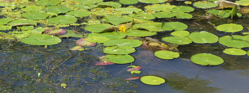 Top 18 Getting rid of lily pads 4 How to Get Rid of Lily Pads