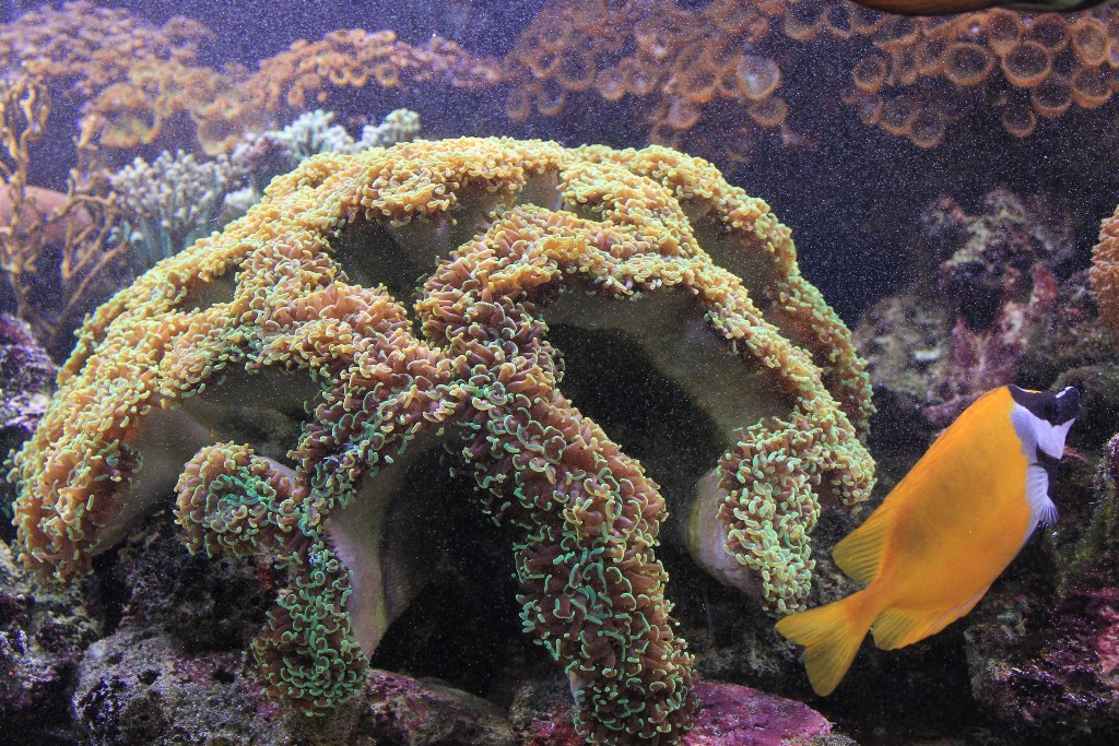 Coral Euphyllia sp