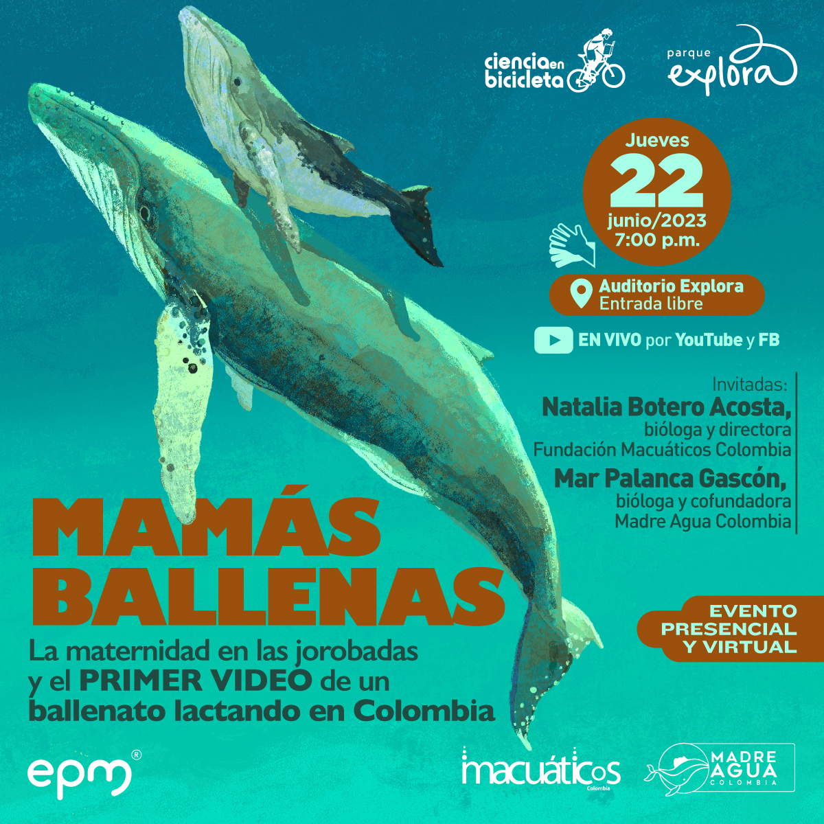 Ilustración. Una ballena jorobada bajo el agua. Justo encima de ella, hay otra unas cinco veces más pequeña. En la parte derecha de la imagen texto que dice: "Mamás ballenas. La maternidad en las jorobadas y el primer video de un ballenato lactando en Colombia. Jueves 22 de junio de 2023 a las 7 de la noche. Contará con interpretación en lengua de señas colombiana. En el Auditorio Explora, entrada libre. En vivo por YouTube y Facebook. Invitadas: Natalia Botero Acosta, bióloga y directora Fundación Macuáticos Colombia. Mar Palanca Gascón, bióloga y cofundadora Madre Agua Colombia. Evento presencial y virtual".