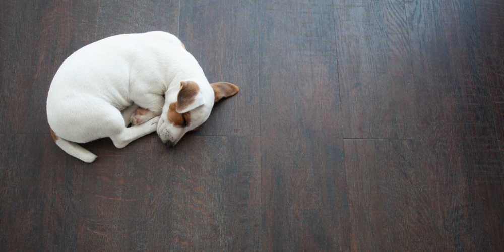 dog sleeping on hardwood floor