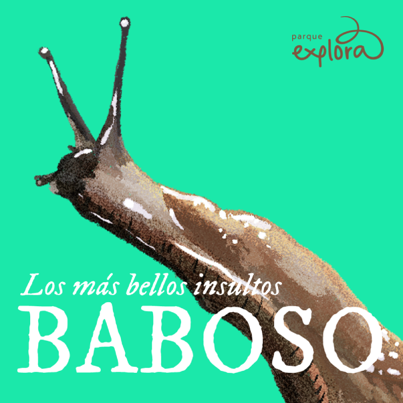 Ilustración. Sobre un fondo verde se observa una babosa de cuerpo alargado y húmedo, con antenas extendidas hacia arriba y superficie brillante. En la parte superior derecha hay un trazo curvo acompañado de texto. En el centro se lee: «Los más bellos insultos». Debajo, en letras grandes, la palabra «Baboso».