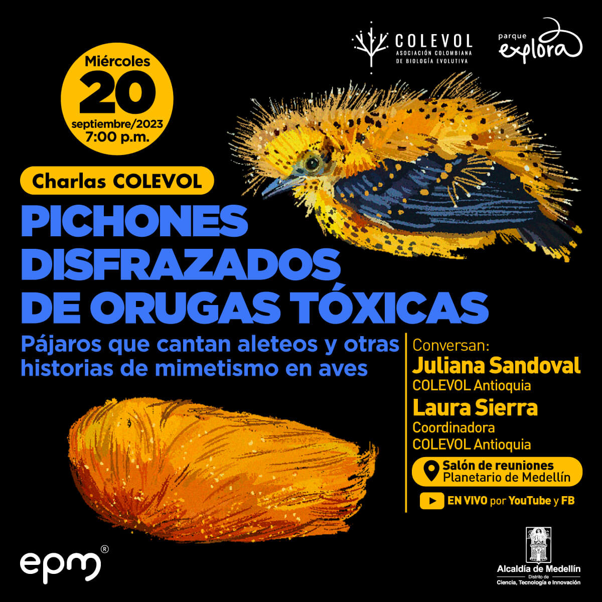 Ilustración. Arriba a la derecha, de cuerpo entero y de perfil, un pájaro de cuerpo amarillo y alas azul oscuro. Su cuerpo está cubierto de filamentos delgados parecidos a pelos. Abajo a la izquierda una figura alargada con una textura que parecen pelos. Arriba un texto dice: “Pichones disfrazados de orugas tóxicas, pájaros que cantan aleteos y otras historias de mimetismo en aves. Conversan: Juliana Sandoval, bióloga de la universidad de Antioquia, miembro de COLEVOL Antioquia, y Laura Sierra, coordinadora COLEVOL Antioquia. Miércoles 20 de septiembre de 2023 a las 7 de la noche. Salón de reuniones Planetario. Transmisión por Youtube y Facebook”