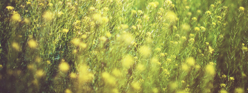 Allergie aux pollens Allergie aux pollens