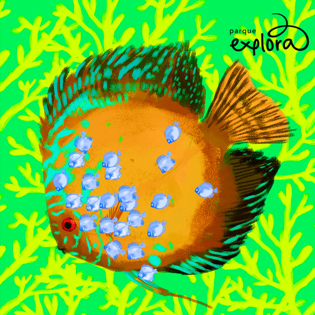 Ilustración. Pez disco color naranja con aletas verdes y azules, rodeado de pequeños peces azules, sobre un fondo verde con plantas acuáticas.