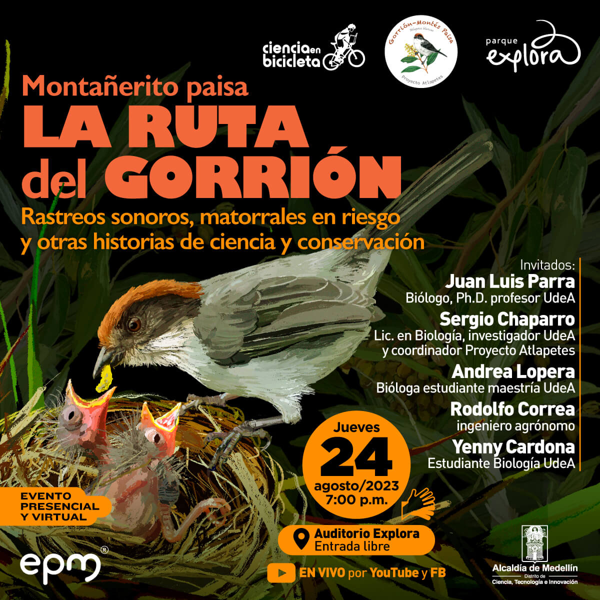 Ilustración. Parado en el borde de un nido aparece el montañerito paisa, un pájaro pequeño con cuerpo grisáceo y una granja roja en la cabeza, está alimentando con el pico a dos pichones que están dentro del nido. En la parte superior de la imagen texto que dice: "Montañerito paisa. La Ruta del Gorrión. Rastreos sonoros, matorrales en riesgo y otras historias de ciencia y conservación". En la parte derecha de la imagen texto que dice: "Invitados: Juan Luis Parra, biólogo y doctor profesor UdeA. Sergio Chaparro, licenciado en Biología, investigador UdeA y coordinador Proyecto Atlapetes. Andrea Lopera, bióloga estudiante maestría UdeA. Rodolfo Correa, ingeniero agrónomo. Yenny Cardona, estudiante Biología UdeA. Jueves 24 de agosto de 2023 a las 7 de la noche. Auditorio Explora, entrada libre. En vivo por YouTube y Facebook. Evento presencial y virtual".