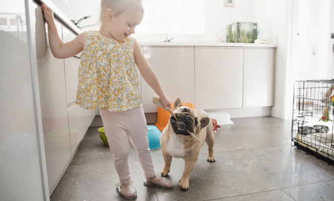 Toddler and frenchie playing with a stick. 