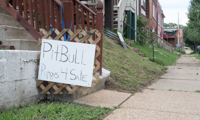 Backyard breeders advertising their pitbull puppies for sale.