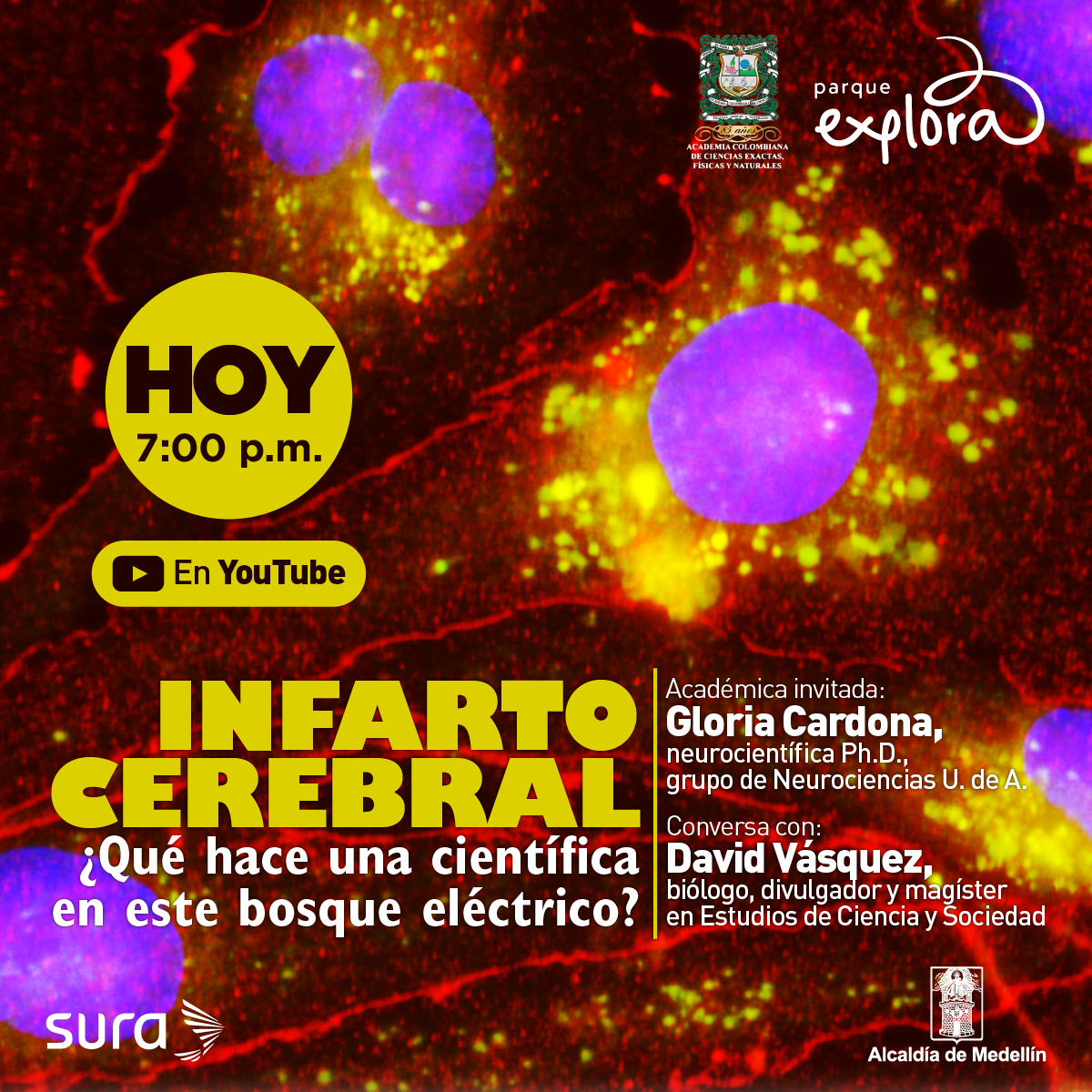 Foto de microscopio. En el fondo aparecen ramificaciones rojas con varios círculos adentro de color morado y rodeadas de partículas amarillas unas cien veces más pequeñas que los círculos. Arriba un texto dice: “Hoy, 7:00 p.m. EN Youtube”. Debajo, a la izquierda, dice: “Infarto cerebral. ¿Qué hace una científica en este bosque eléctrico?”. A la derecha de este texto hay otro que dice: “Académica invitada: Gloria Cardona, neurocientífica Ph. D. Grupo de Neurociencias UdeA. Conversa con: David Vásquez, biólogo, divulgador y magíster en Estudios de Ciencia y Sociedad”.