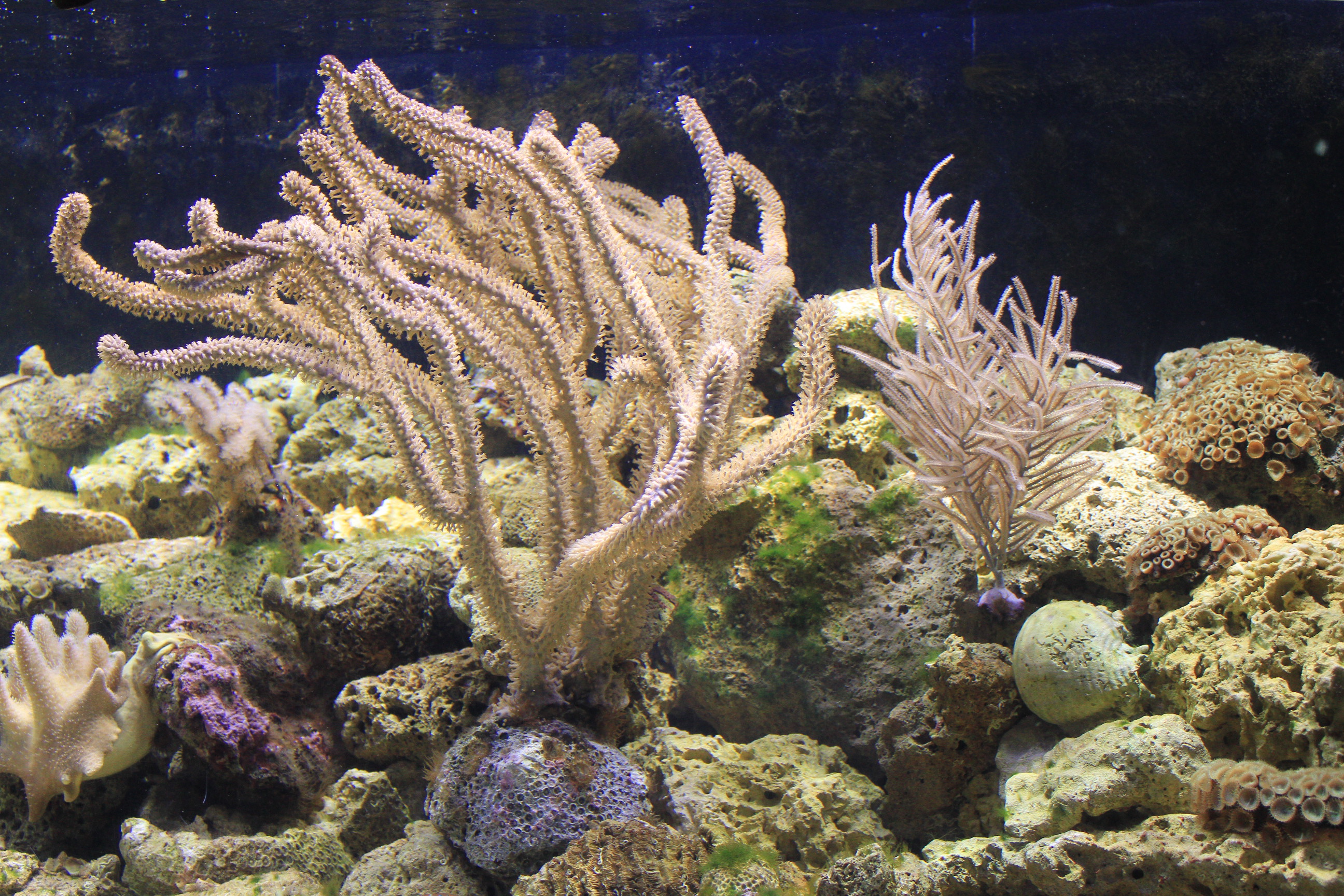 Coral Gorgonia