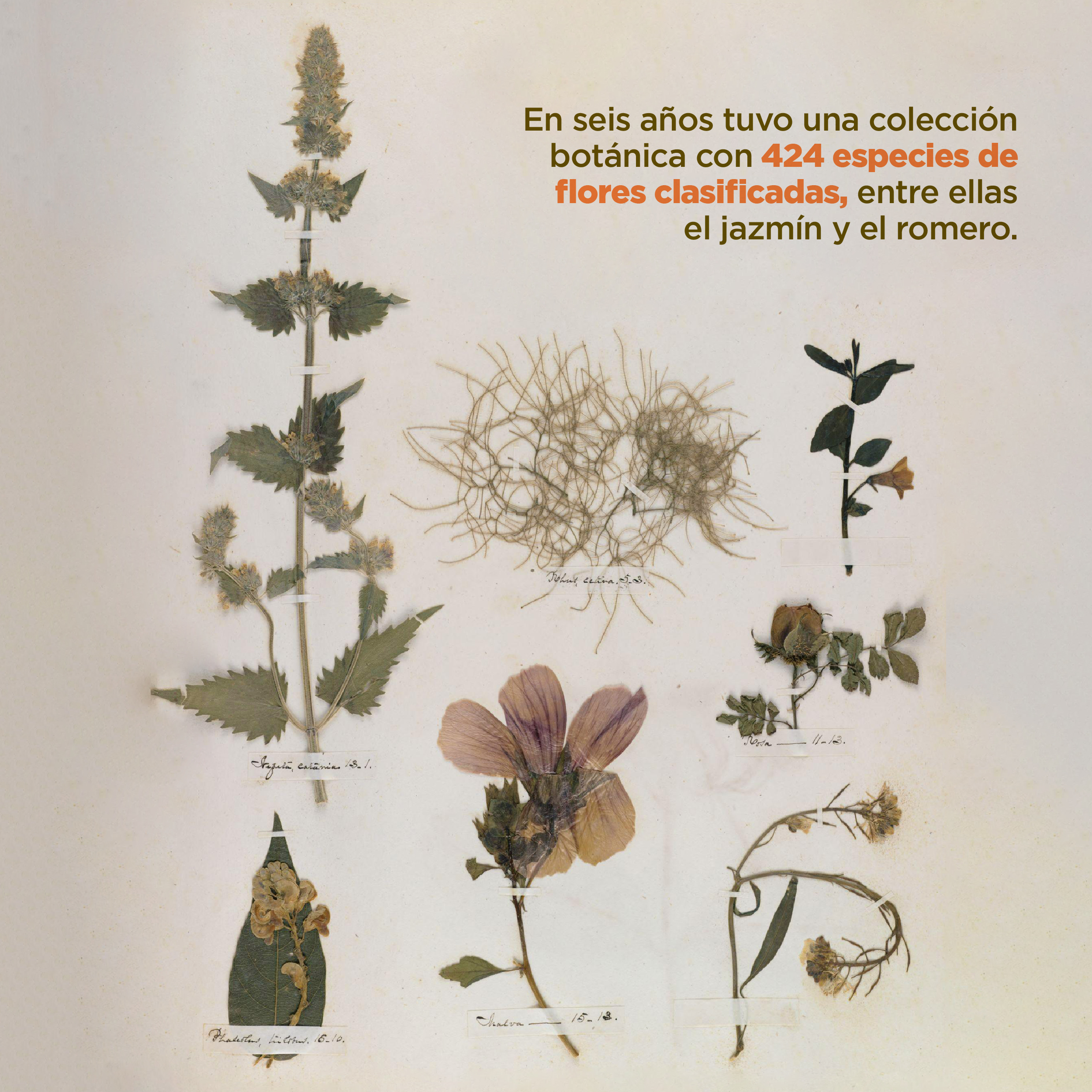 Foto. A la izquierda de la imagen 7 plantas secas diferentes algunas solo con hojas y otras con flores, cada una está sujeta por una cinta delgada color blanco con un escrito en letra cursiva. Arriba a la derecha texto que dice: “En seis años tuvo una colección botánica con 424 especies de flores clasificadas, entre ellas el jazmín y el romero”.