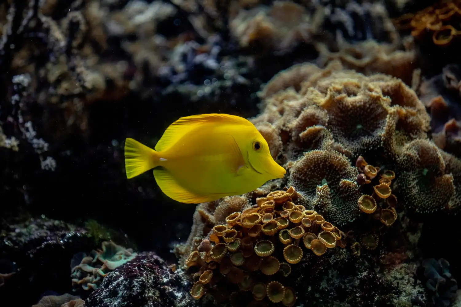 Pez cirujano (Zebrasoma flavescens)