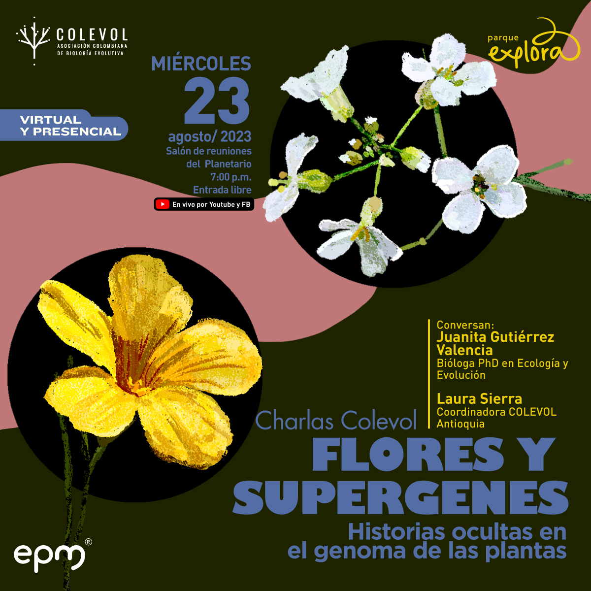 Ilustración. Abajo a la izquierda una flor de lino amarillo Ibérico. Es acampanada y tiene cinco pétalos amarillos. Arriba a la derecha, un tallo con varias flores de berro alpino, cinco de ellas florecidas. Son blancas, de cuatro pétalos y también acampanadas. La flor de lino amarilla es unas siete veces más grande que la de berro alpino. Abajo a la derecha un texto grande dice: “Charlas Colevol. Flores y supergenes. Historias ocultas en el genoma de las plantas”. Encima de ese texto, otro dice: “Conversan Juanita Gutiérrez Valencia, bióloga doctora en Ecología y Evolución, y Laura Sierra, coordinadora Colevol Antioquia. En el salón de reuniones del Planetario. En vivo por Youtube y Facebook”. Arriba a la izquierda, un texto más dice: “Miércoles 23 de agosto de 2023 a las 7 de la noche. Evento presencial y virtual”.