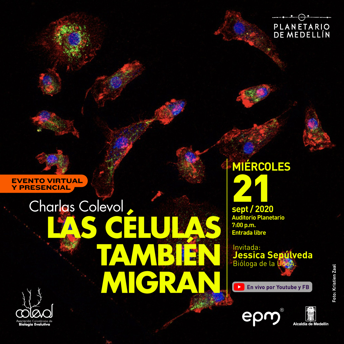 Fotografía. Varías células dispersas en el fondo. Tienen aspecto de huevos, es decir, con un núcleo dentro de una figura irregular. El núcleo es de color azul y el resto de la célula tiene fibras rojas y amarillas. Algunas son más alargadas que otras o tienen proyecciones con forma de hilos. Abajo un texto dice: "Evento virtual y presencial. Charlas Colevol. Las células también migran. Miércoles 21 de septiembre de 2020. Auditorio Planetario. 7:00 p.m. Entrada libre. Invitada: Jessica Sepúlveda, bióloga de la UdeA. En vivo por Youtube y Facebook"