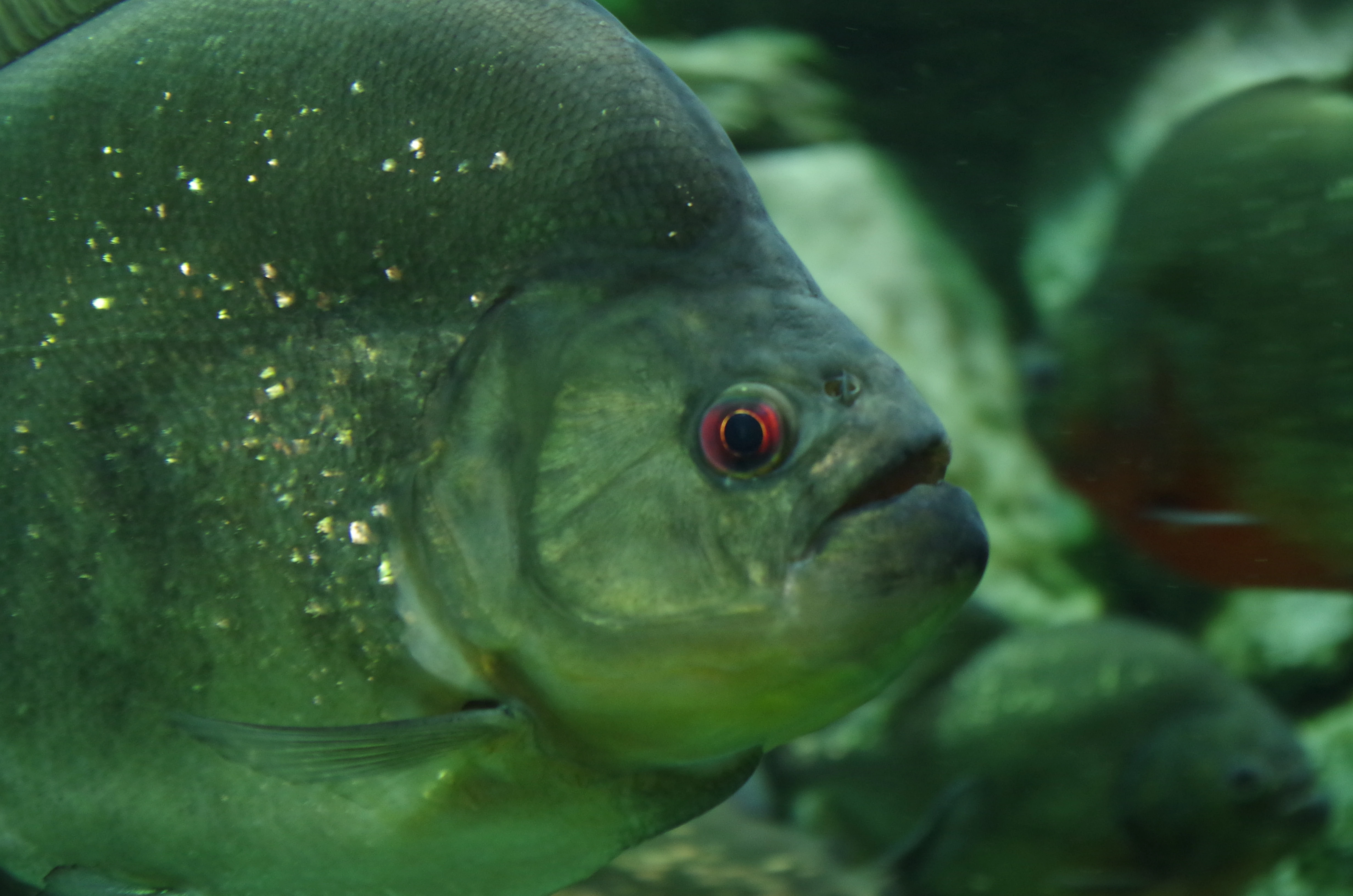 Piraña