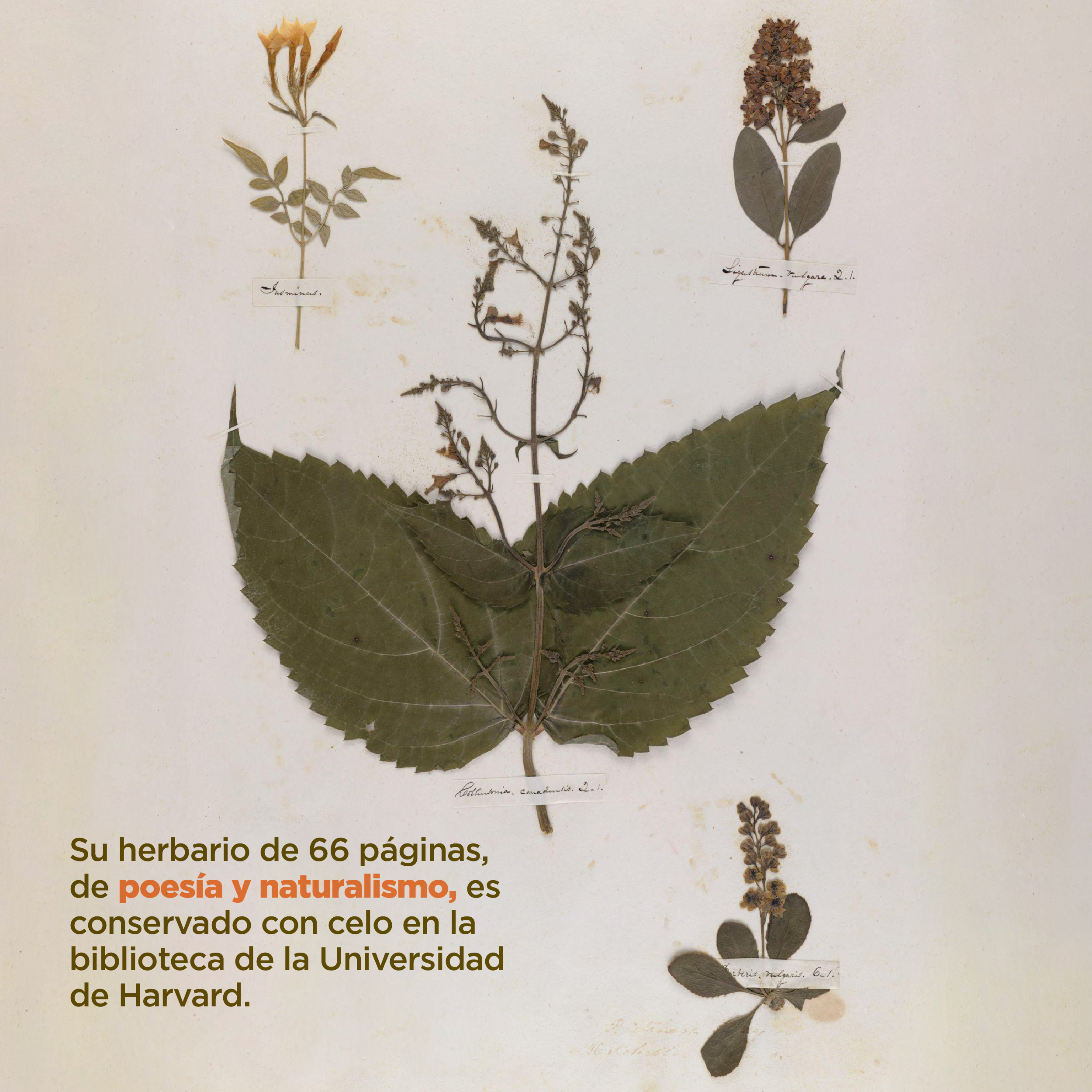 Foto. En la parte superior de la imagen 4 plantas secas diferentes, cada una con flores de diferentes colores y tamaños. Cada planta está sujeta por una cinta delgada color blanco con un escrito en letra cursiva. Abajo a la izquierda texto que dice: “Su herbario de 66 páginas, de poesía y naturalismo, es conservado con celo en la biblioteca de la Universidad de Harvard”.
