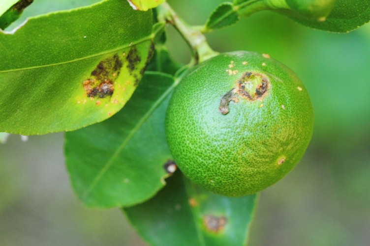 Common plant disease in Nepal